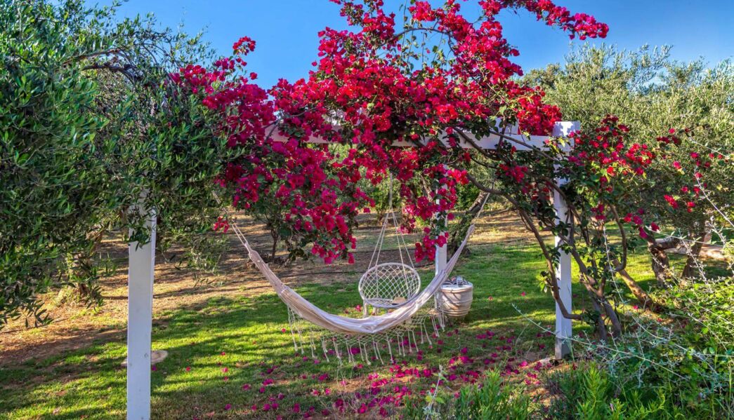 Villa Faidra Olive Grove
